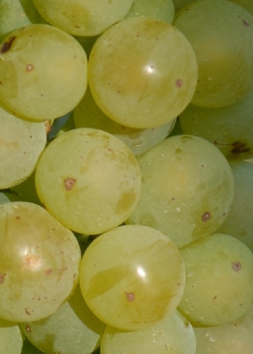 Putzscheere 7